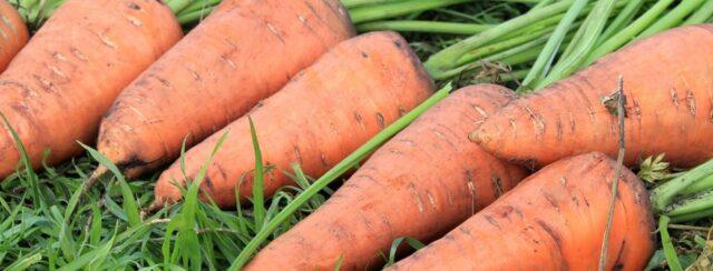 Carrot variety Moscow winter A 515: description, photos and reviews