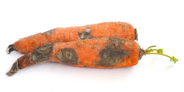 Carrot variety Moscow winter A 515: description, photos and reviews