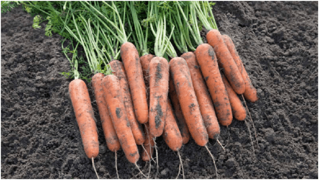 Carrot variety Nantes 4: description, photos and reviews