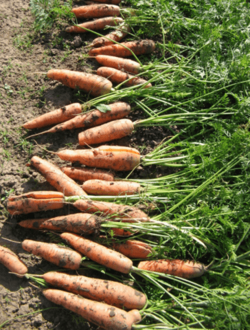 Carrot variety Nantes 4: description, photos and reviews