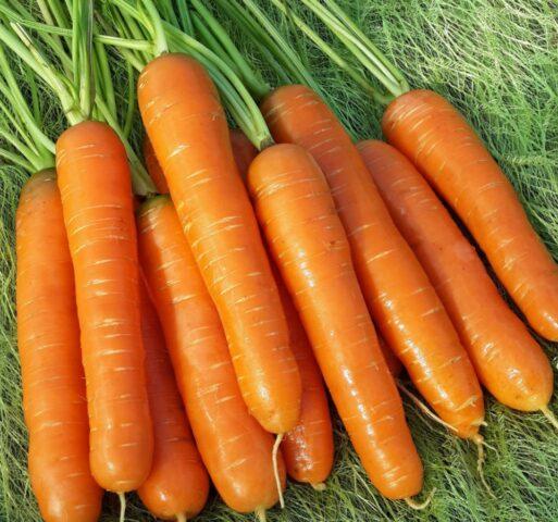 Carrot variety Nioh 336: description, photos and reviews