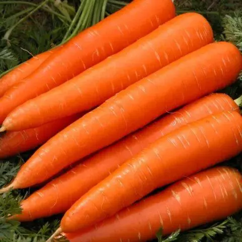 Carrot variety Romosa: description, photos and reviews