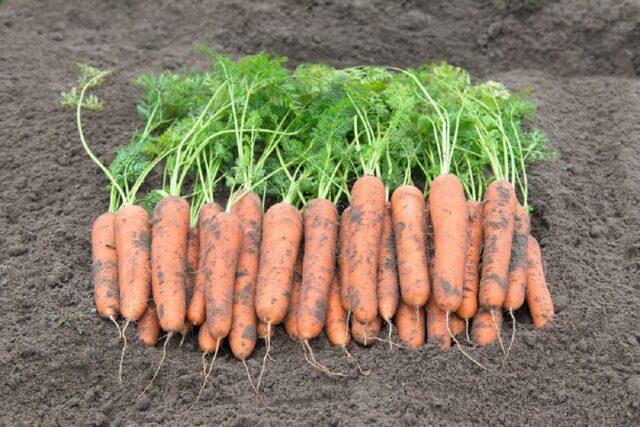 Carrot variety Romosa: description, photos and reviews