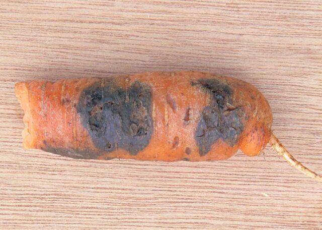 Carrot variety Romosa: description, photos and reviews