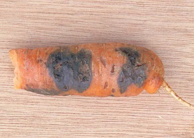 Carrot variety Romosa: description, photos and reviews