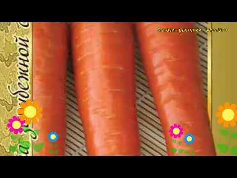 Carrot variety Romosa: description, photos and reviews