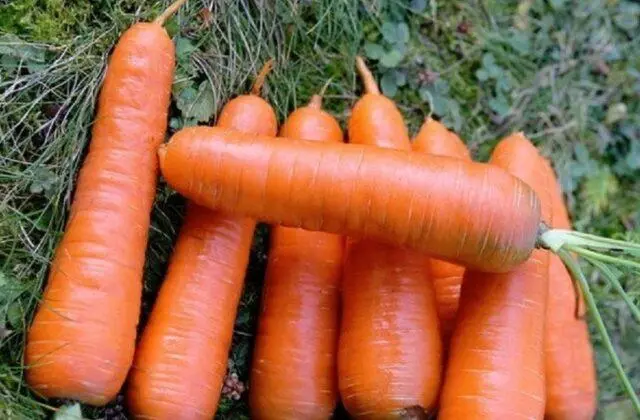 Carrot variety Shantane: description, photos and reviews