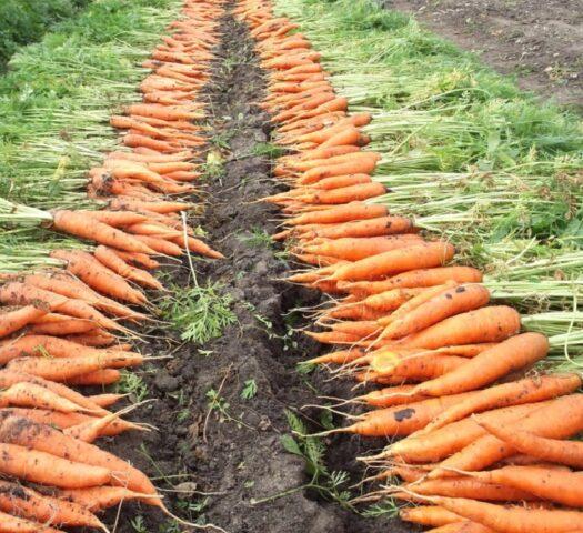 Carrot variety Shantane: description, photos and reviews