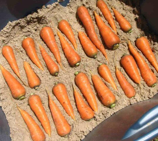 Carrot variety Shantane: description, photos and reviews