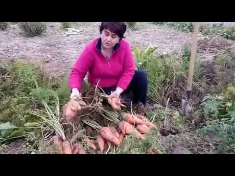 Carrot variety Shantane: description, photos and reviews