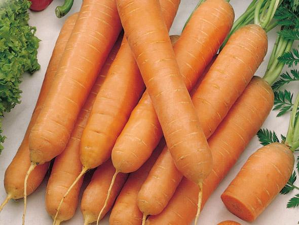 Carrot variety Tushon: description, photos and reviews