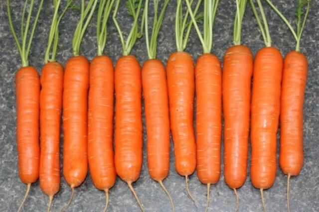 Carrot variety Tushon: description, photos and reviews