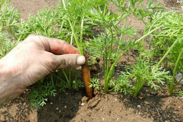 Carrot variety Tushon: description, photos and reviews