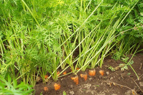 Carrot variety Tushon: description, photos and reviews