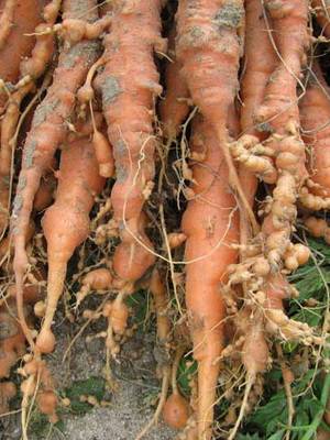 Carrot Vita Longa