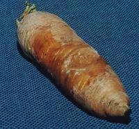 Carrot Vita Longa