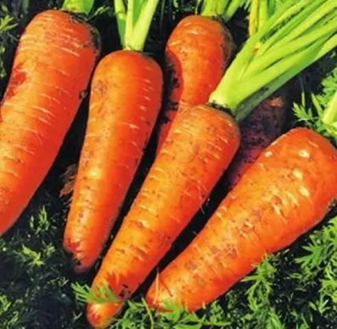 Carrot Winter Nectar