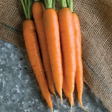 Carrot Winter Nectar