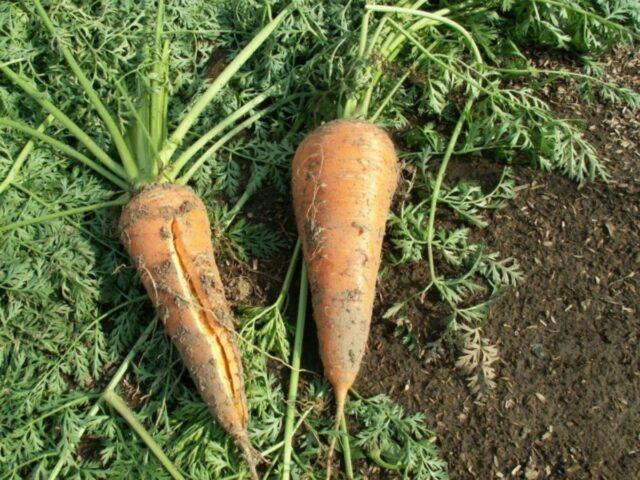 Carrots burst and crack in the ground in the garden: reasons for what to do