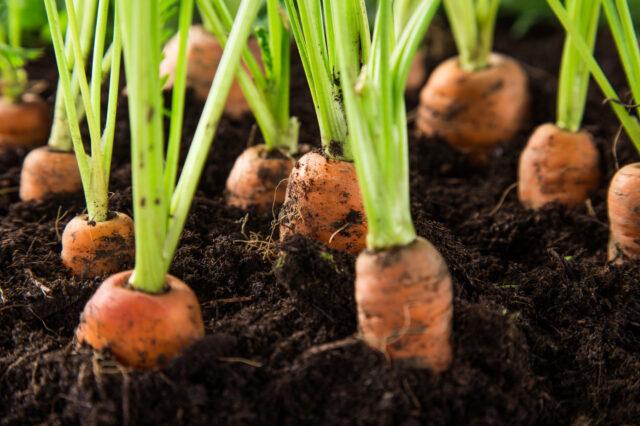 Carrots burst and crack in the ground in the garden: reasons for what to do