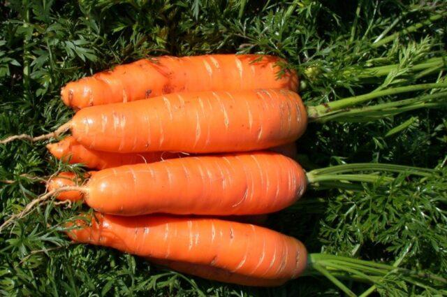 Carrots burst and crack in the ground in the garden: reasons for what to do