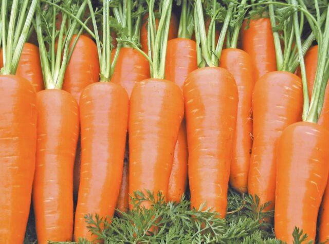 Carrots burst and crack in the ground in the garden: reasons for what to do