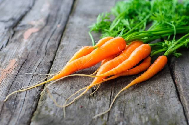 Carrots: varieties for Central Our Country