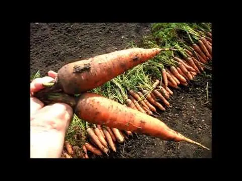 Carrots: varieties for Central Our Country