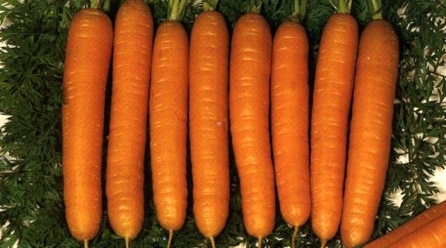 Carrots: varieties for Central Our Country