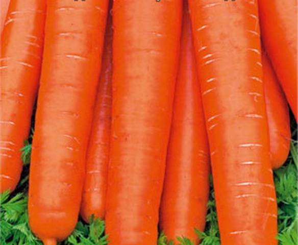 Carrots: varieties for Central Our Country