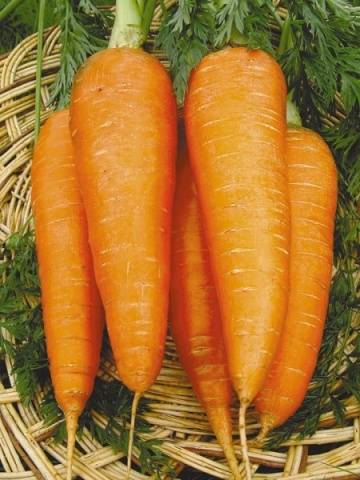 Carrots: varieties for Central Our Country