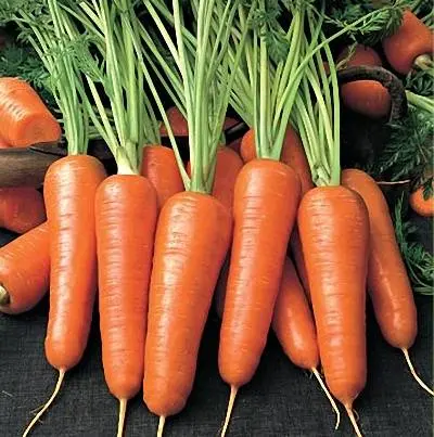 Carrots: varieties for Central Our Country