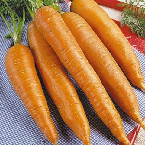 Carrots: varieties for Central Our Country