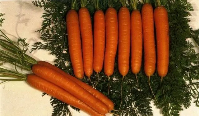 Carrots: varieties for Central Our Country