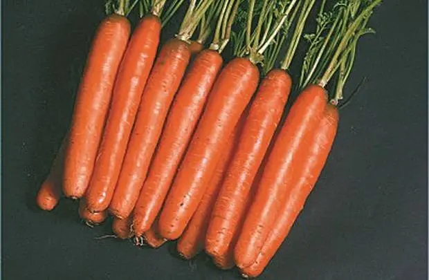 Carrots: varieties for Central Our Country