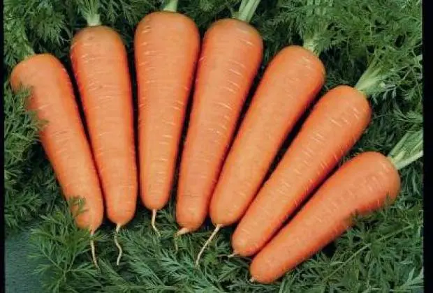 Carrots: varieties for Central Our Country