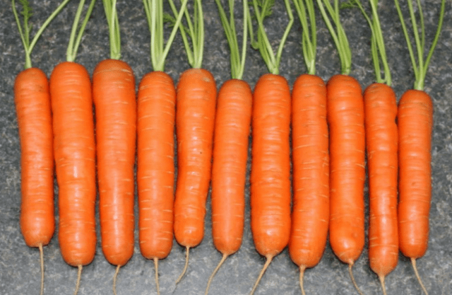 Carrots: varieties for Central Our Country