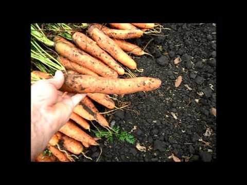 Carrots: varieties for Central Our Country