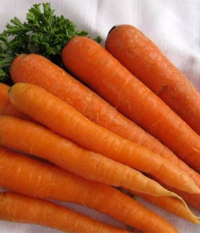 Carrots: varieties for Central Our Country