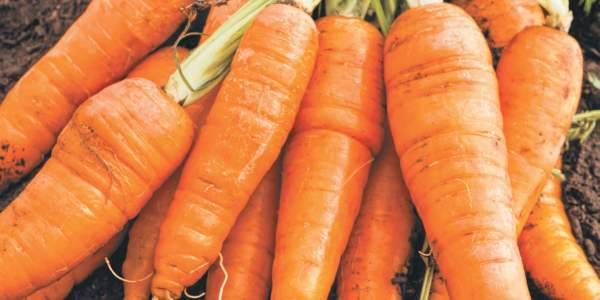 Carrots: varieties for Central Our Country