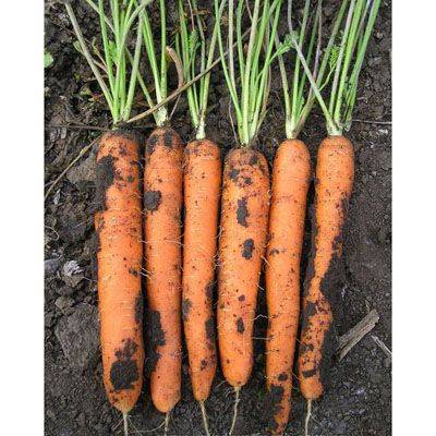 Carrots: varieties for Central Our Country