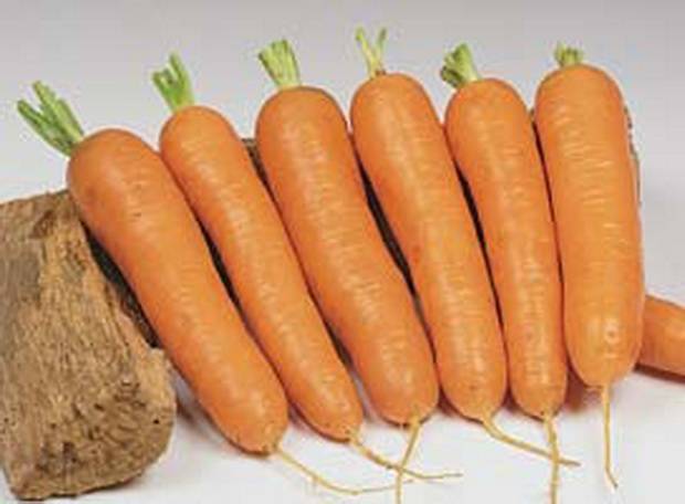 Carrots: varieties for Central Our Country