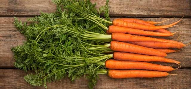 Carrots: varieties for Central Our Country