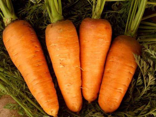 Carrots: varieties for Central Our Country