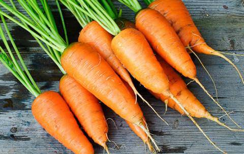 Carrots: varieties for Central Our Country