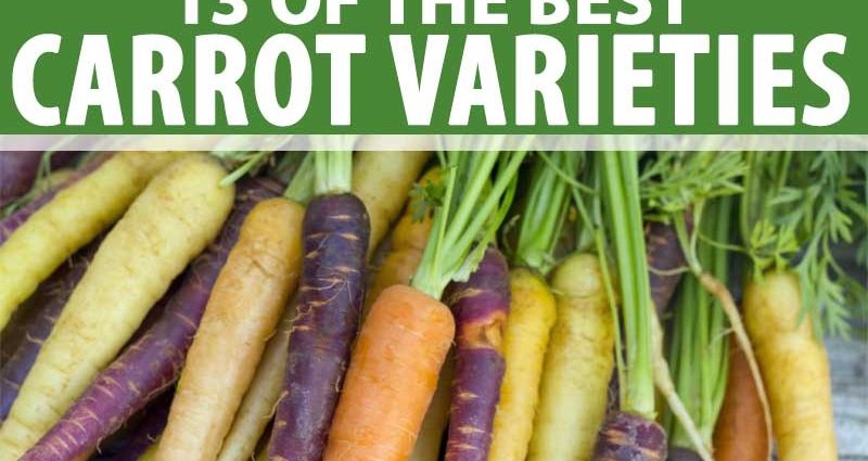 Carrots: varieties for Central Our Country