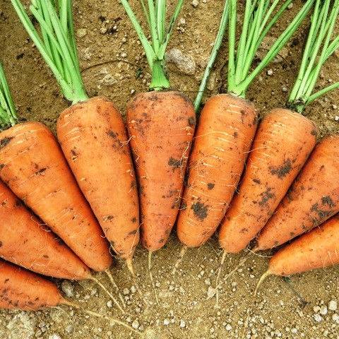 Carrots: varieties for Central Our Country