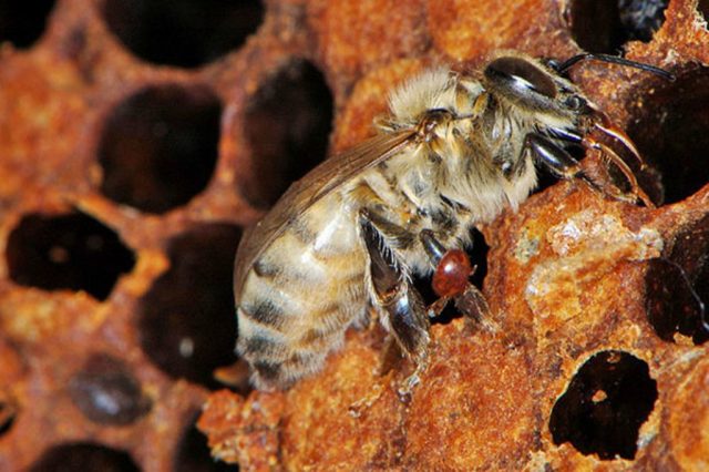 CAS 81 for bees