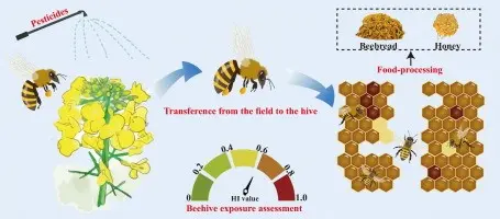 CAS 81 for bees