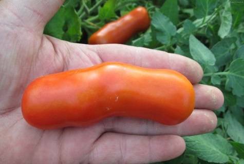 Casanova tomato: characteristics and description of the variety